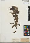 Foto von Salix fragilis L. x Salix pentandra L.